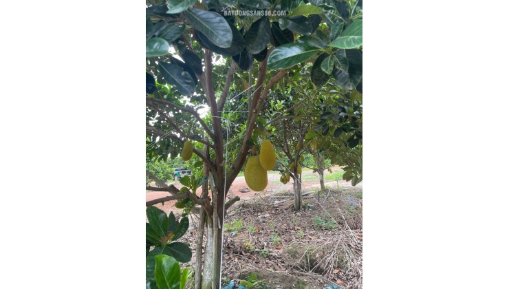 Đất 2.2 sào Mít SHR HXT – DT792 Tây Ninh S